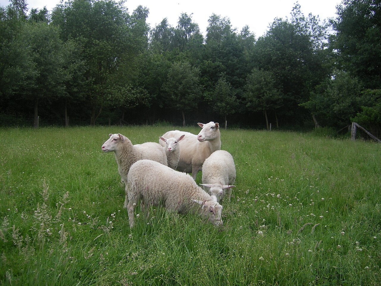 Flemish Sheep