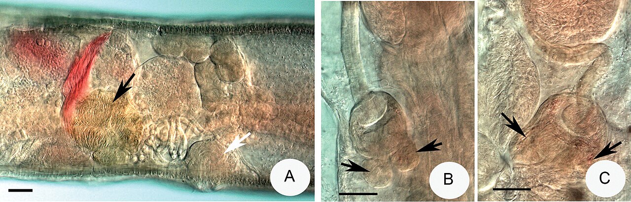 Fridericia callosa