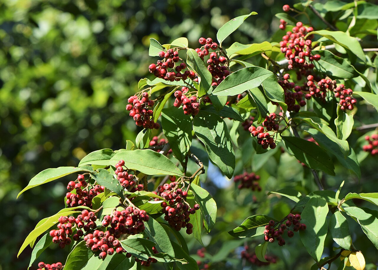 Cotoneaster frigidus