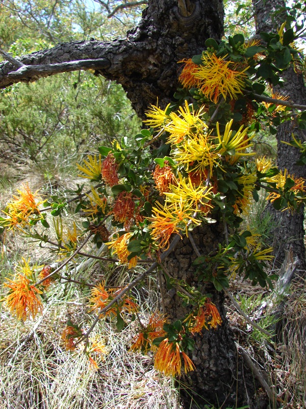 Desmaria mutabilis