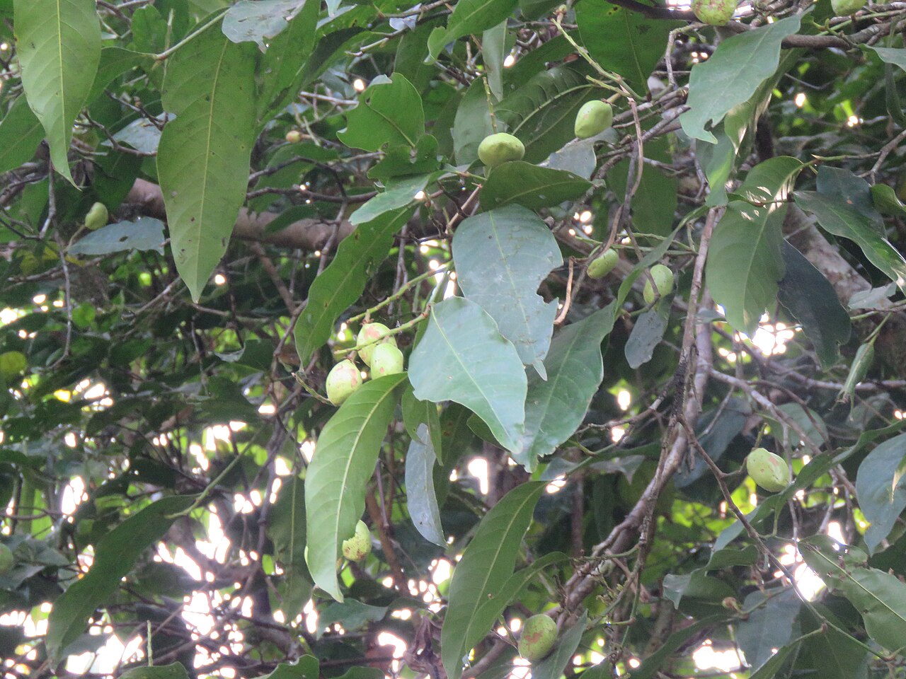 Atuna travancorica