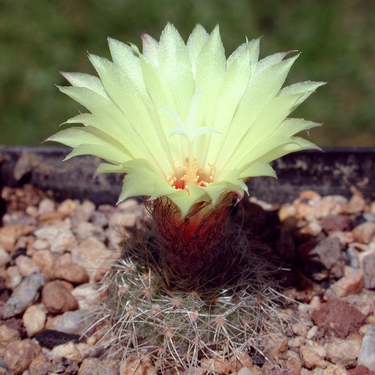 Frailea amerhauseri