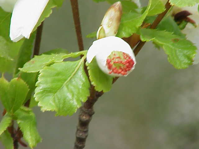 Brush bush
