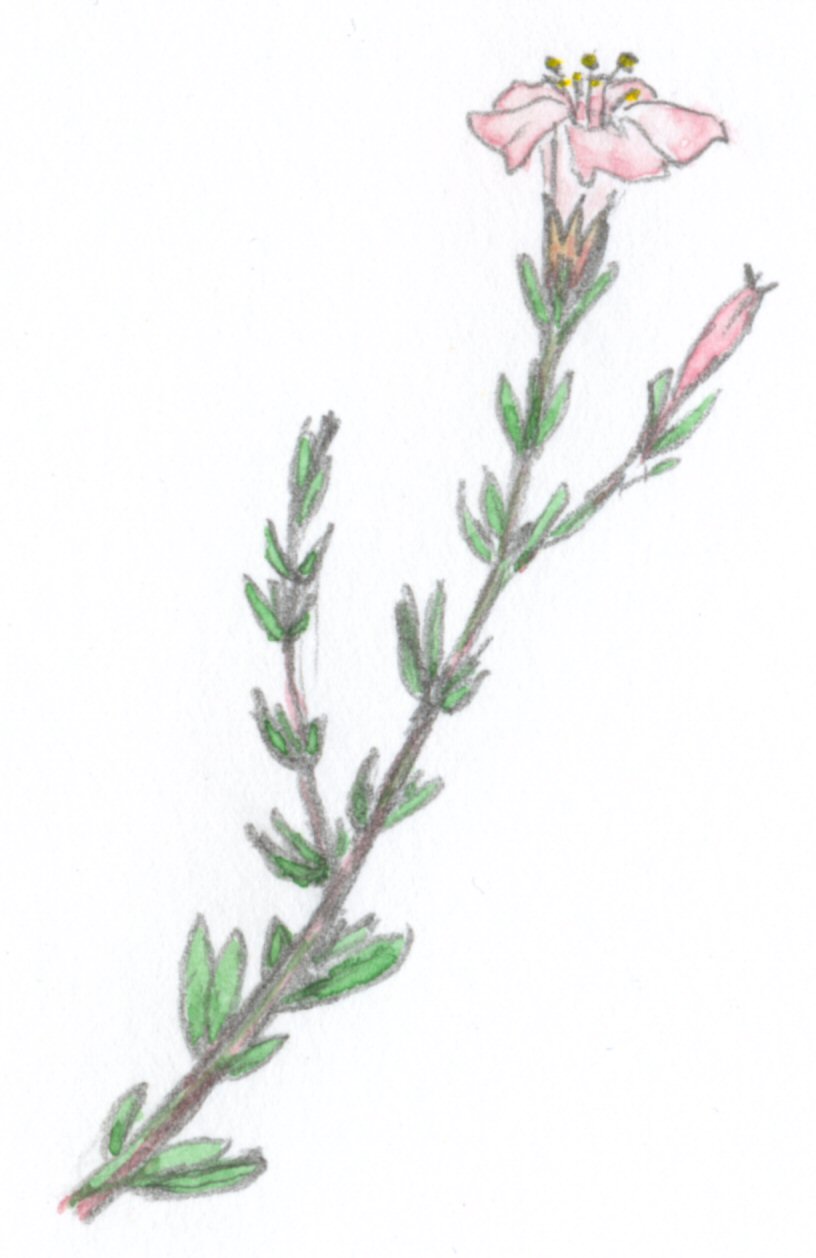 Frankenia pauciflora