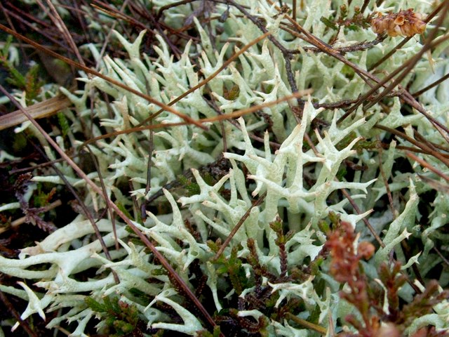 Cladonia uncialis