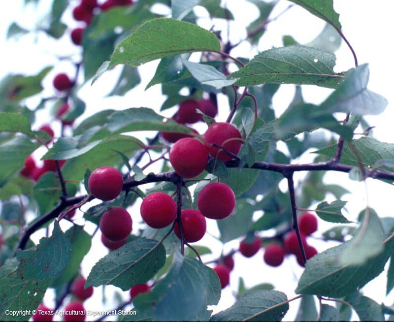 Prunus rivularis