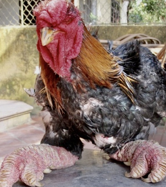 Dong Tao chicken