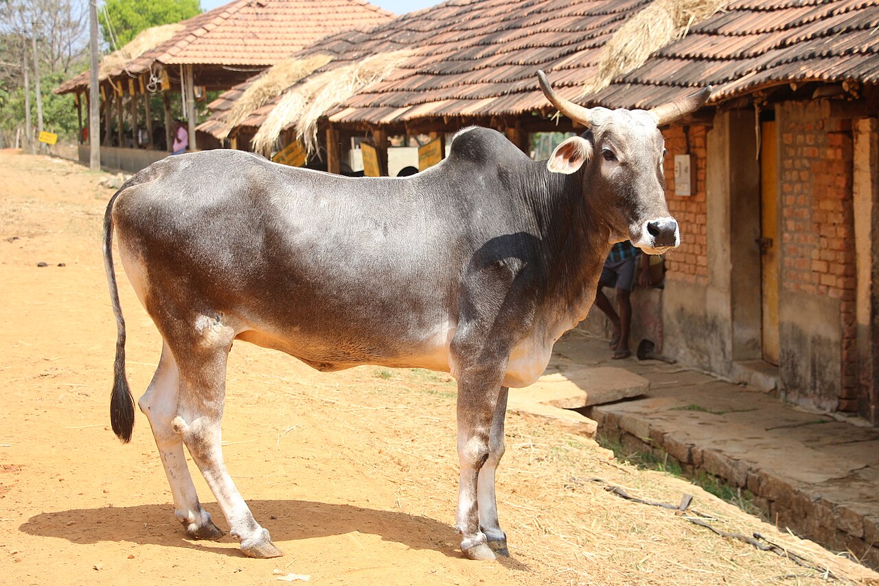 Hariana cattle