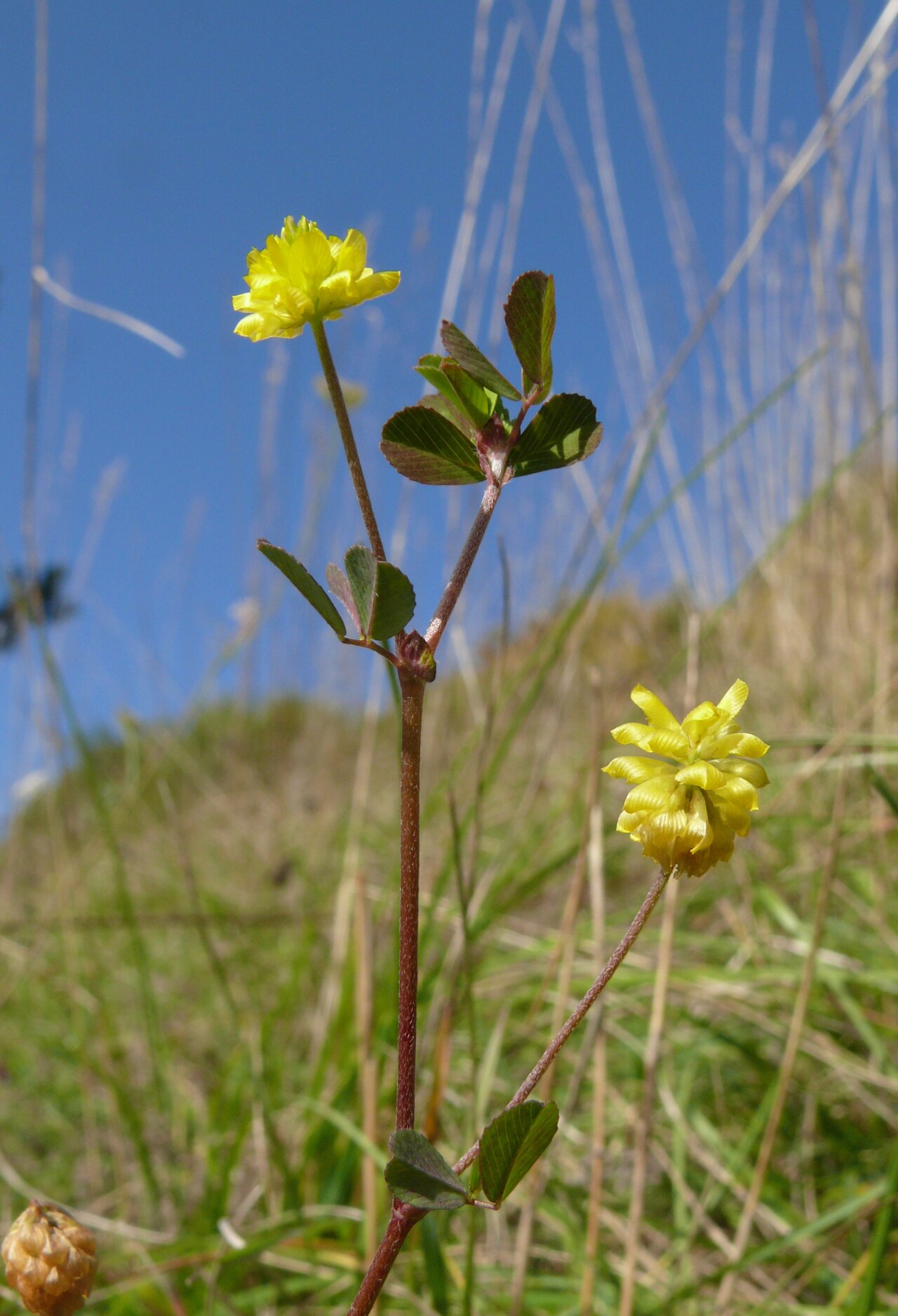 Trifolium campestre
