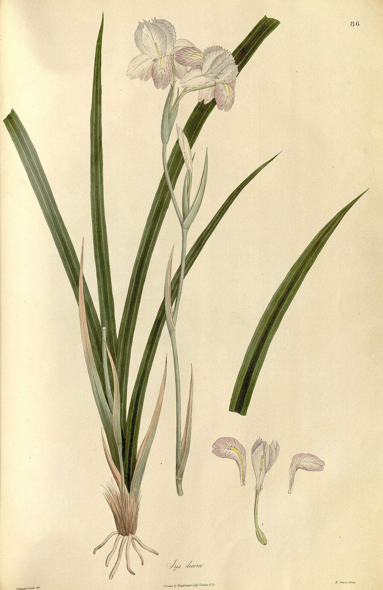 Iris decora
