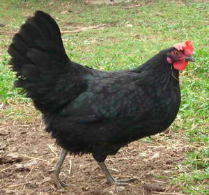 Black Shumen chicken