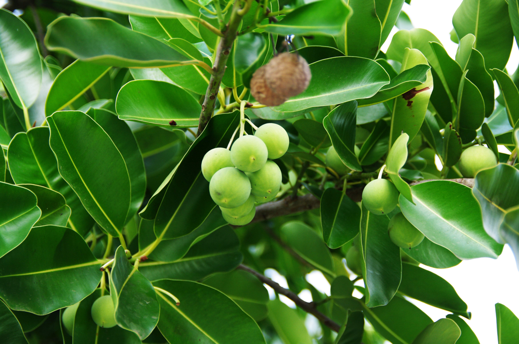 Calophyllum brasiliense