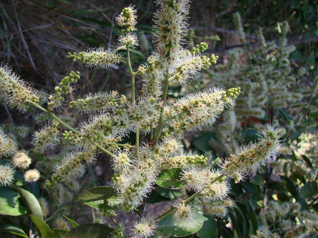 Licania heteromorpha