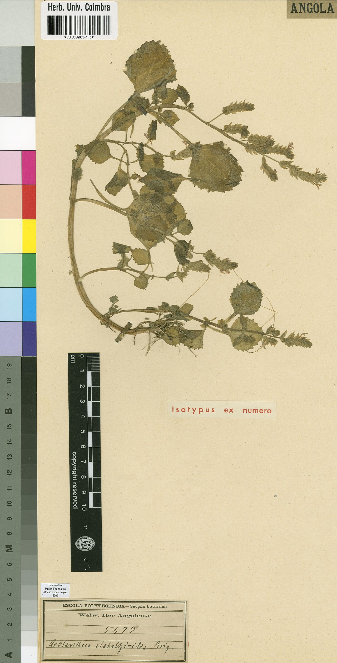 Aeollanthus elsholtzioides