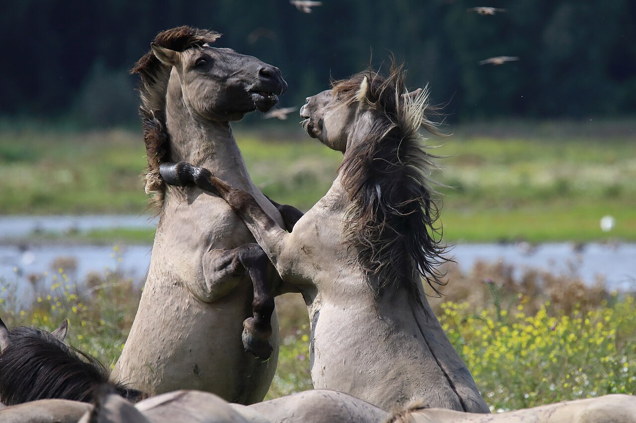 Konik