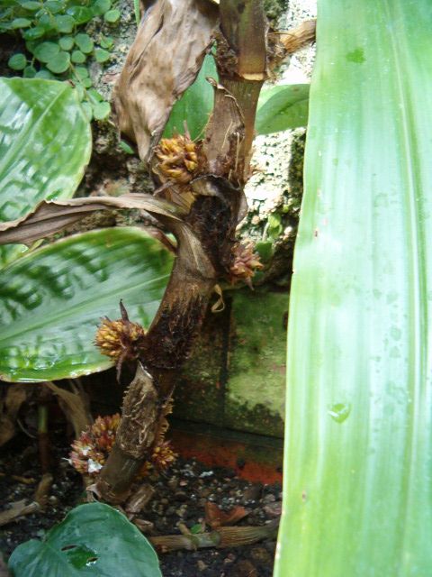 Amischotolype monosperma