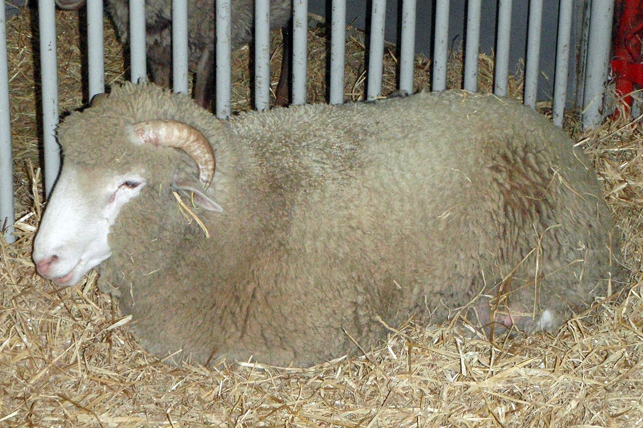Dorset Horn