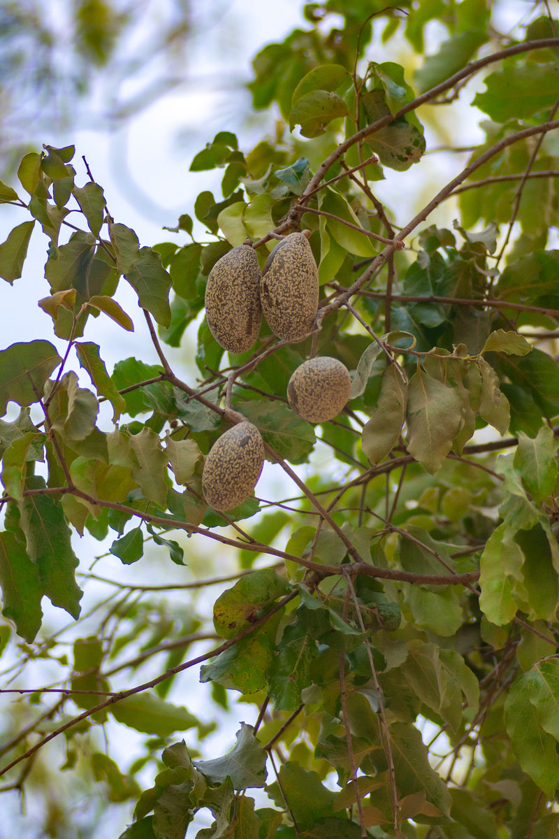 Moquilea pyrifolia