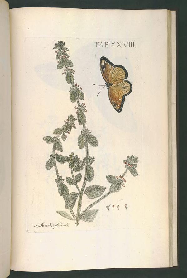 Sideritis lanata