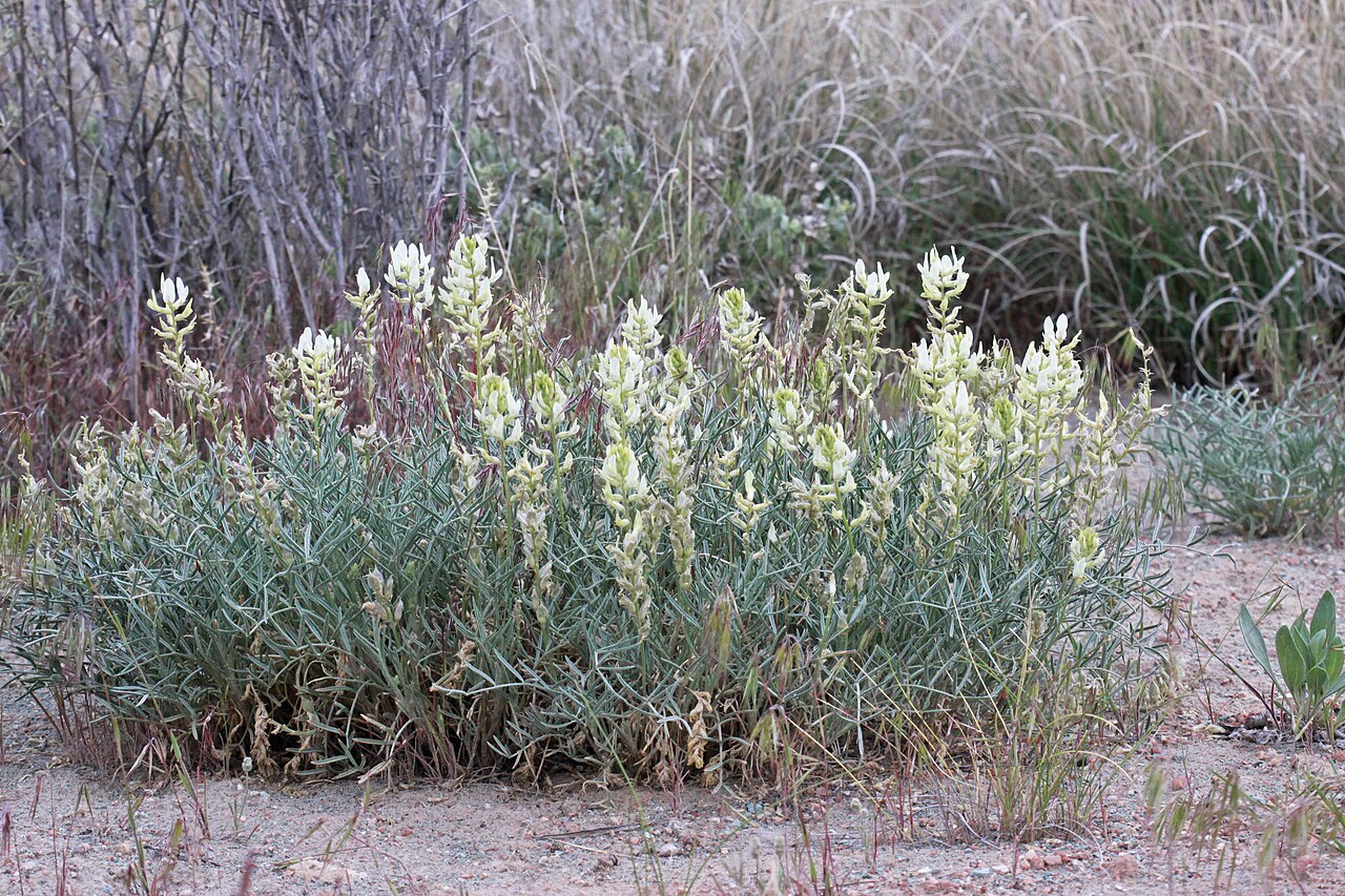 Astragalus flavus