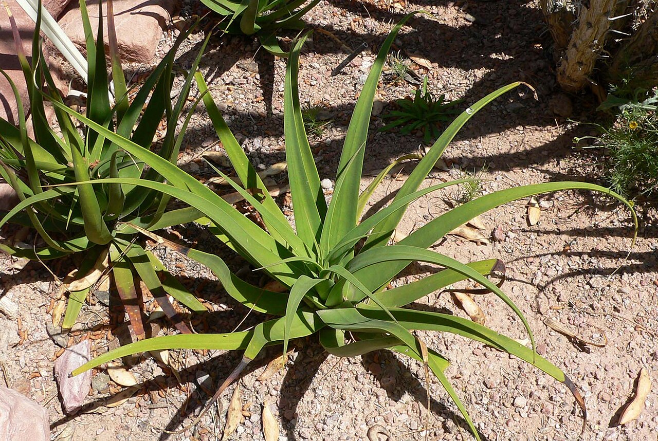 Agave bracteosa