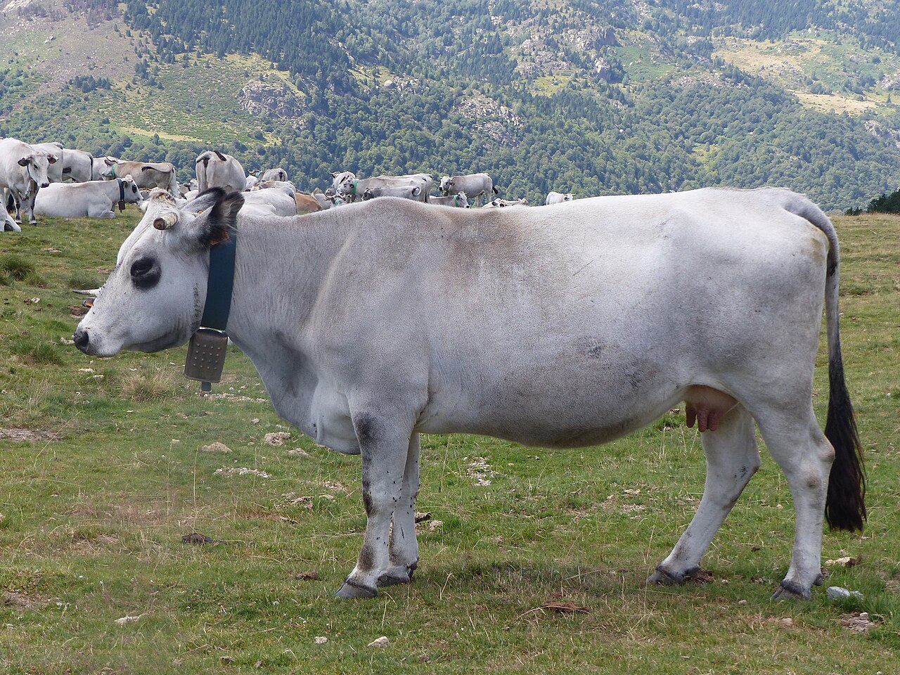 Gascon cattle