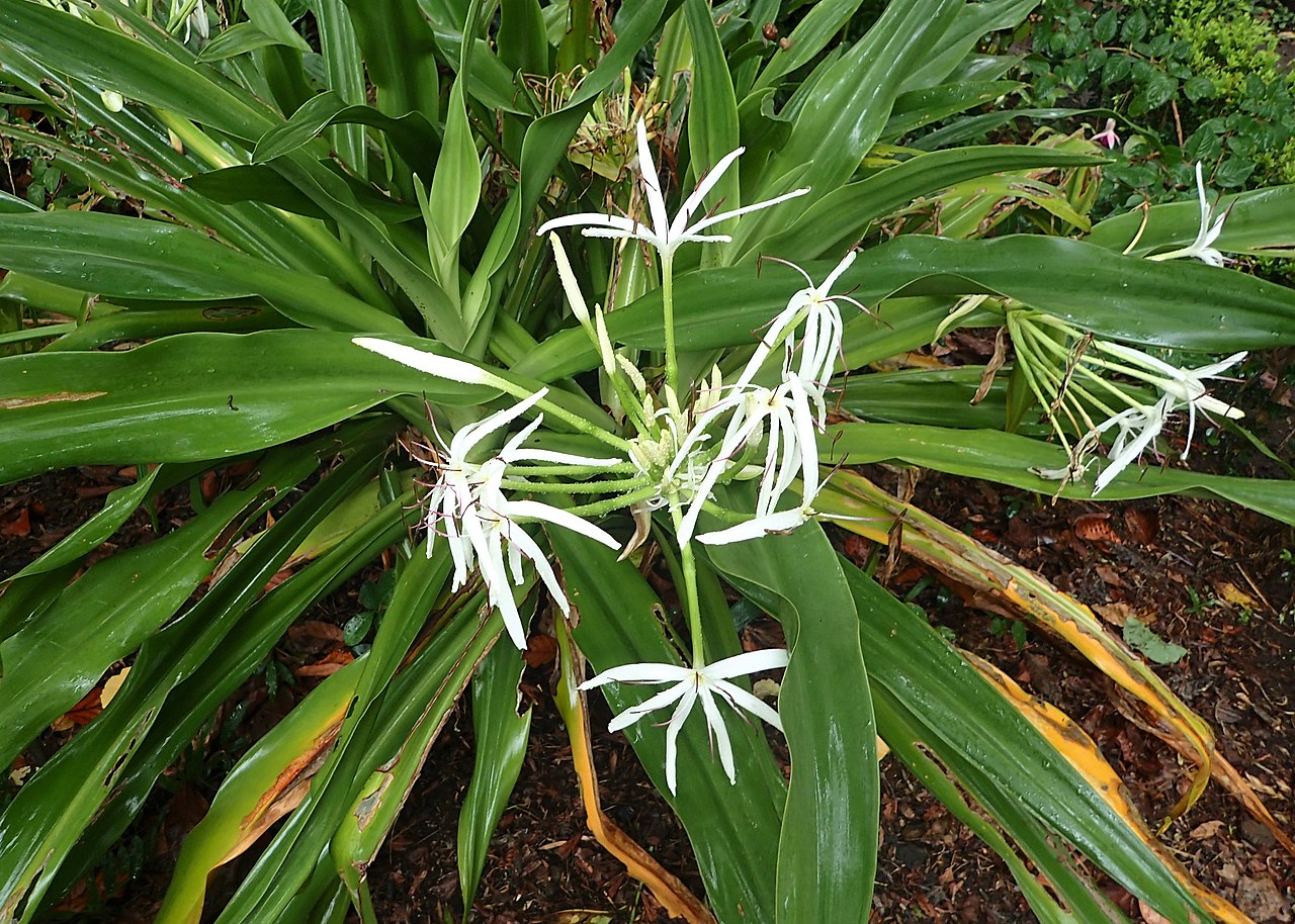 Crinum asiaticum