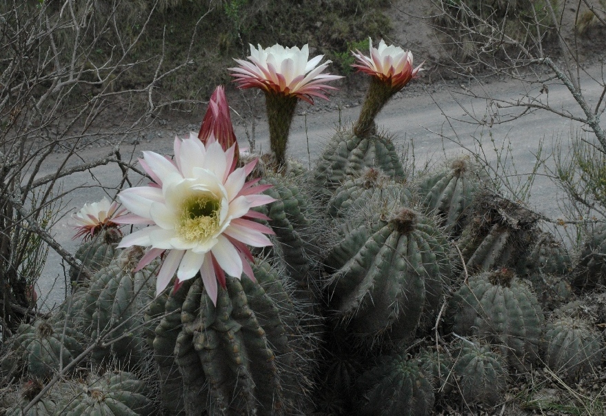 Echinopsis fabrisii