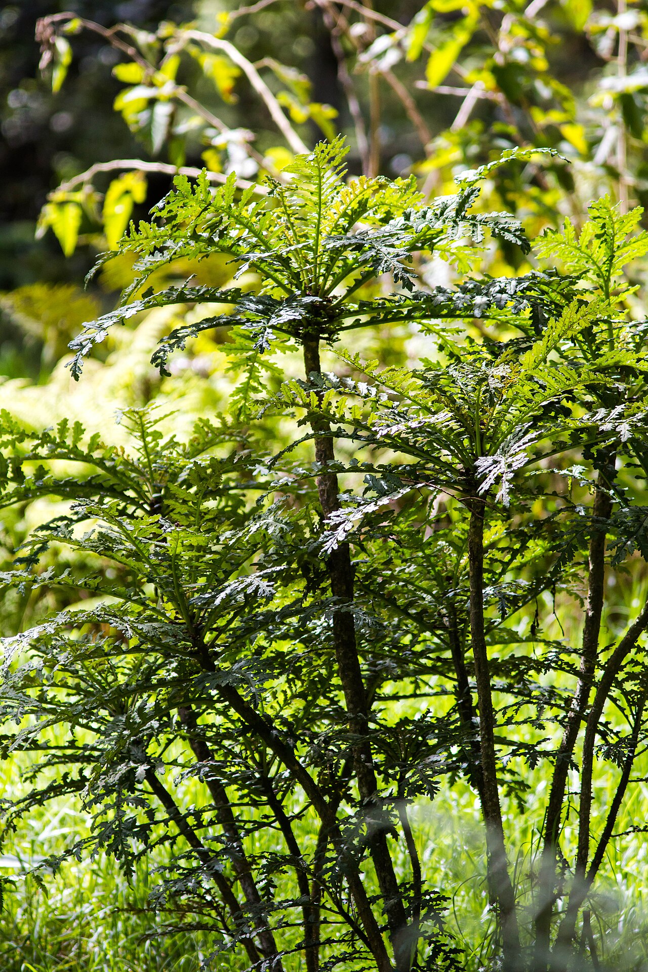Cyanea shipmanii