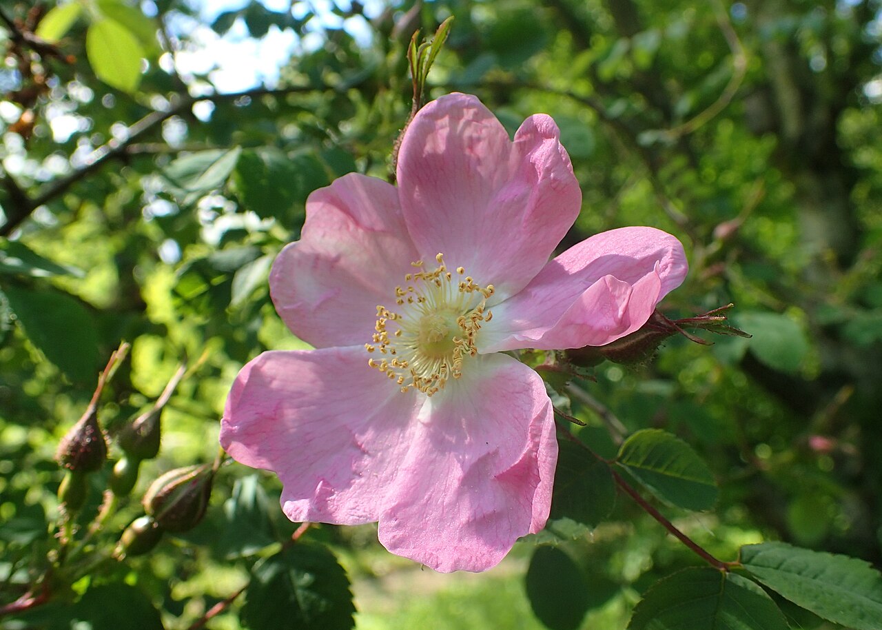 Rosa nutkana