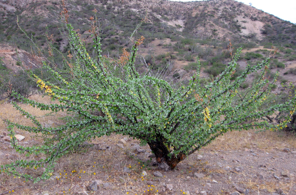 Fouquieria diguetii