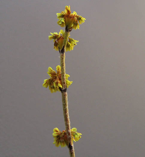 Eriogonum gracile