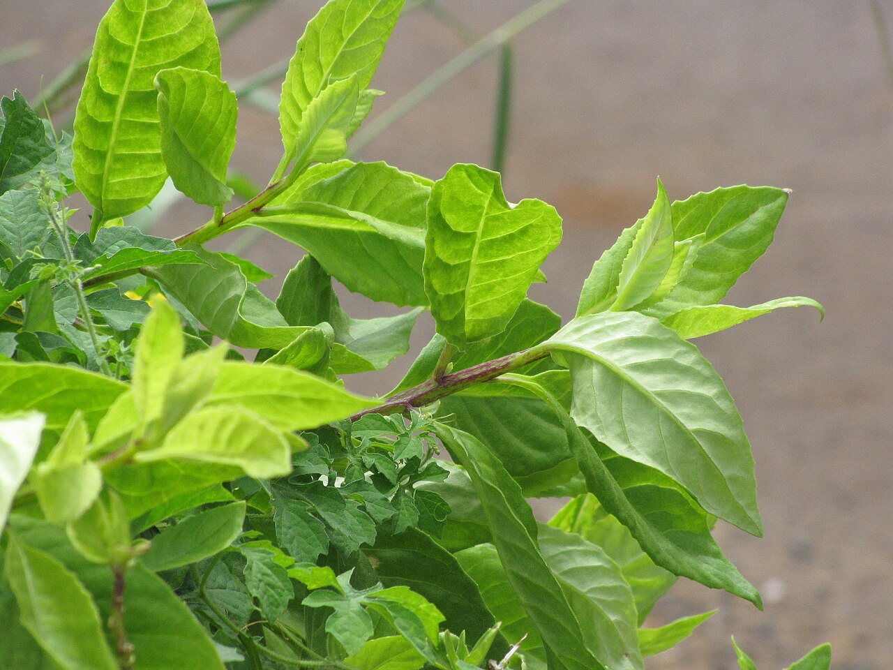 Gynura bicolor