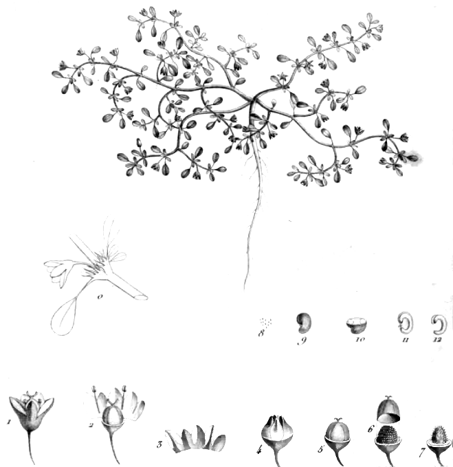 Sesuvium humifusum