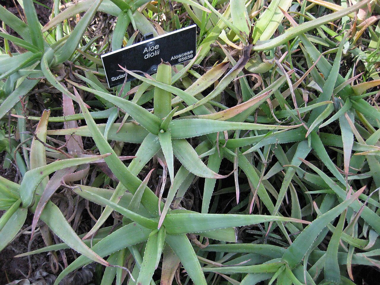 Aloe diolii