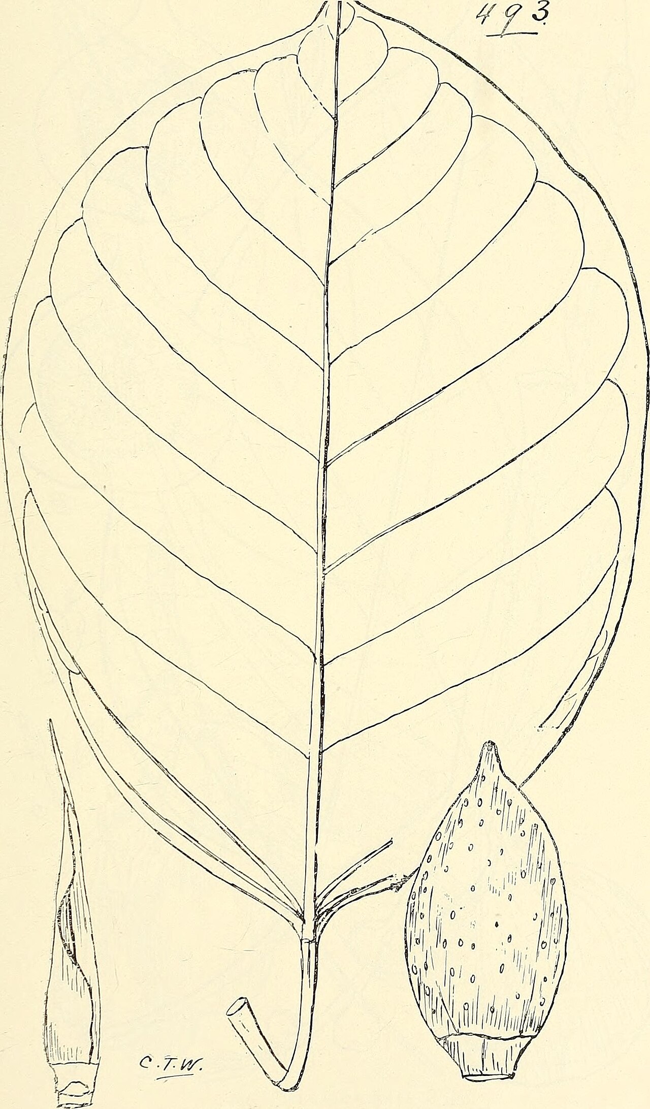 Round-leaved banana fig is a fig that is