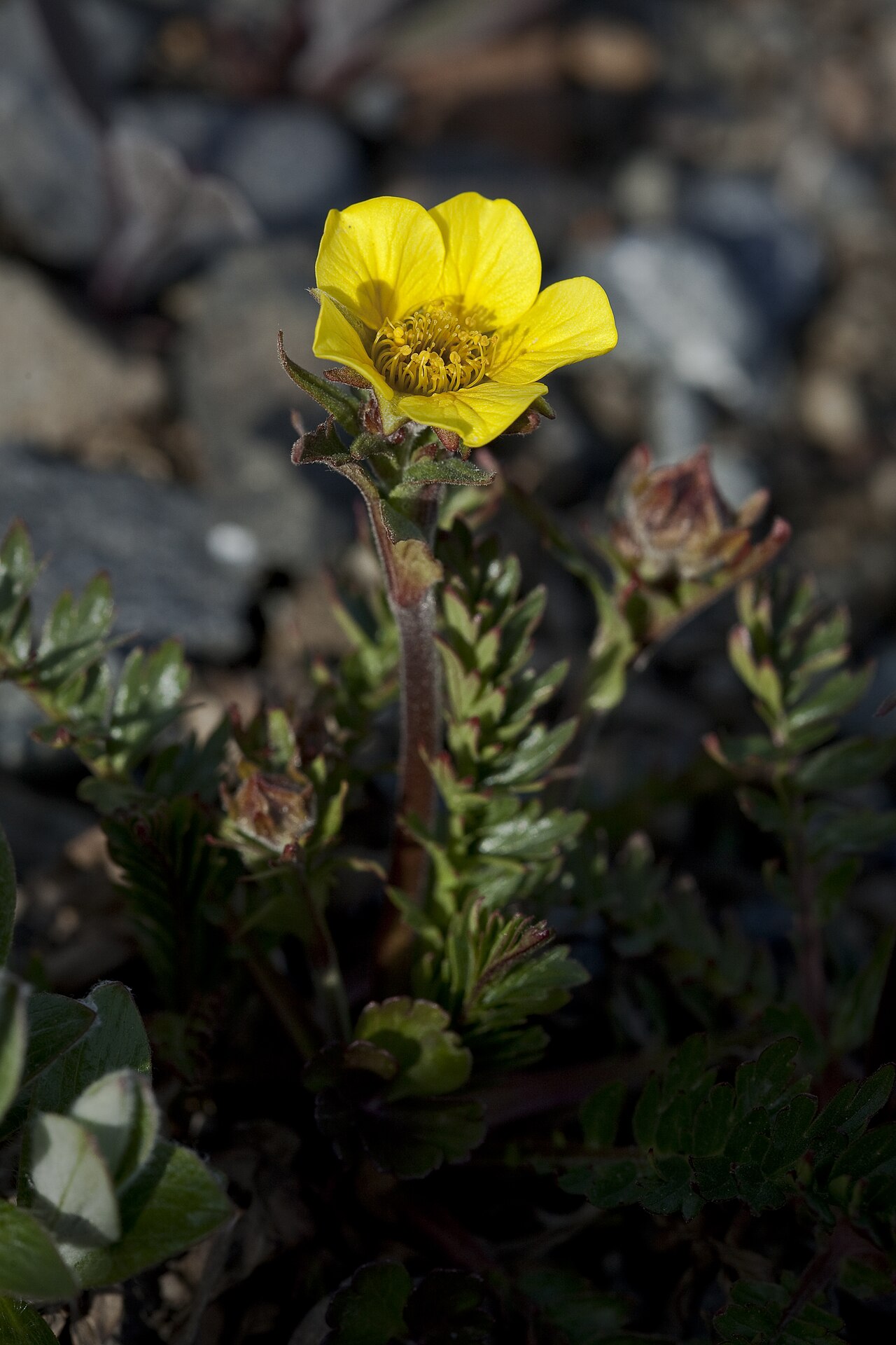 Geum rossii
