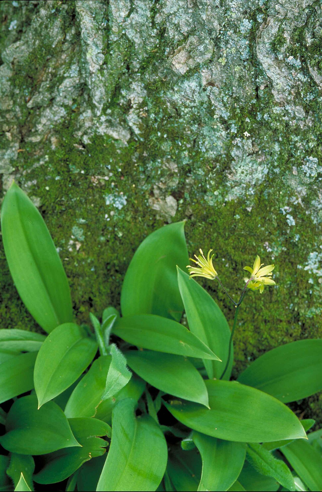 Clintonia borealis