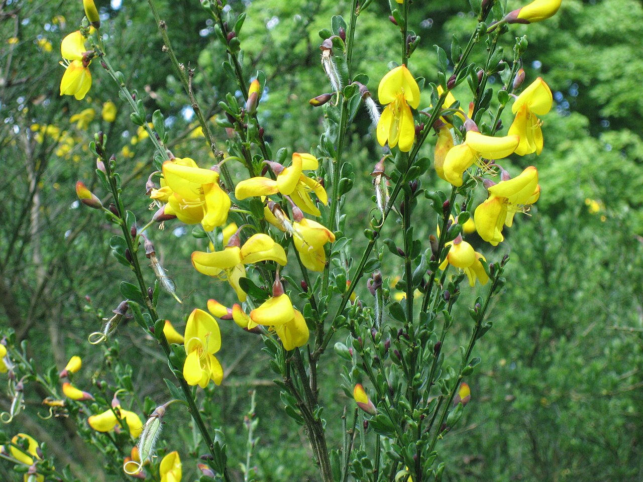 Cytisus baeticus