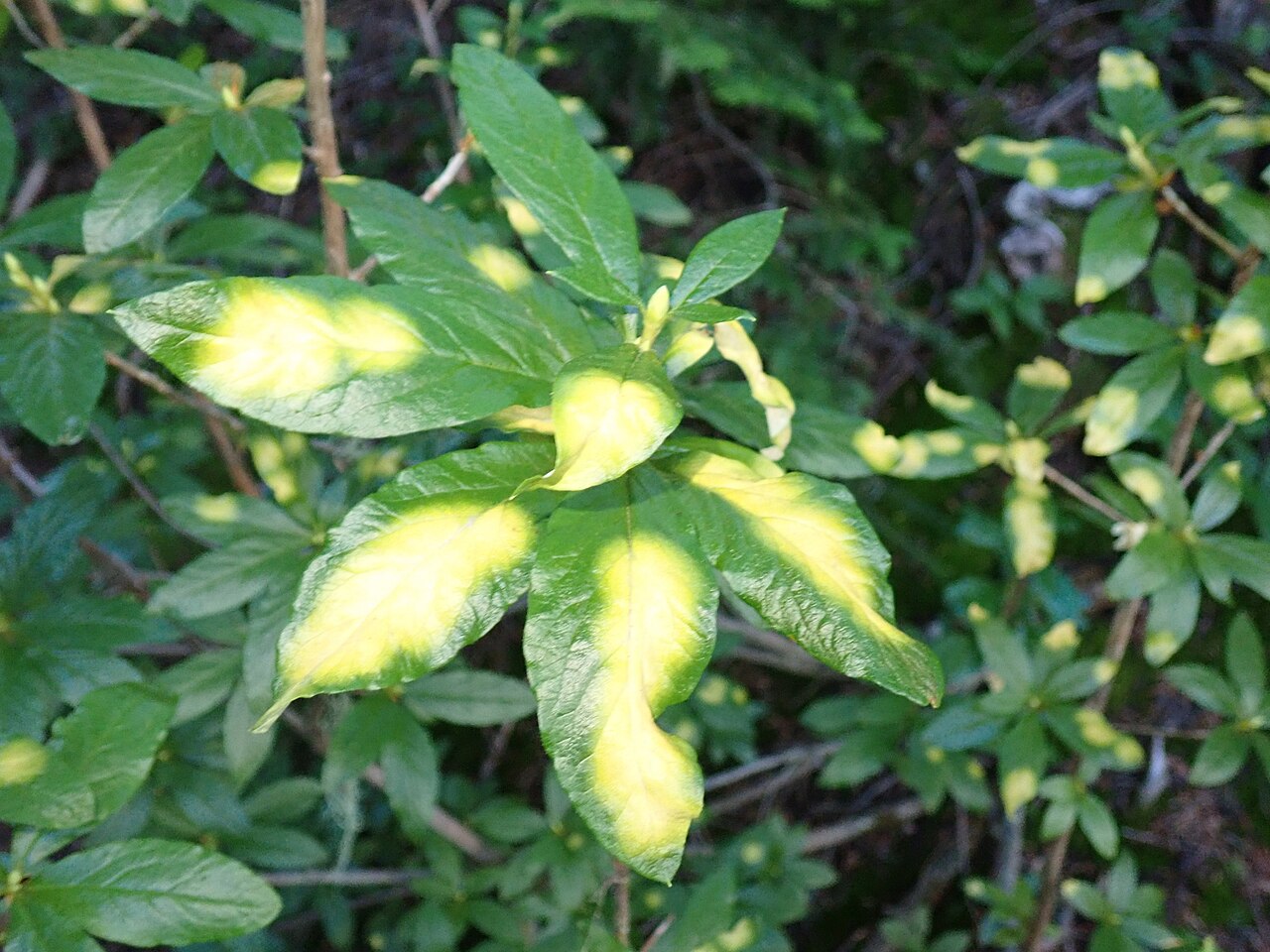 Exobasidium burtii