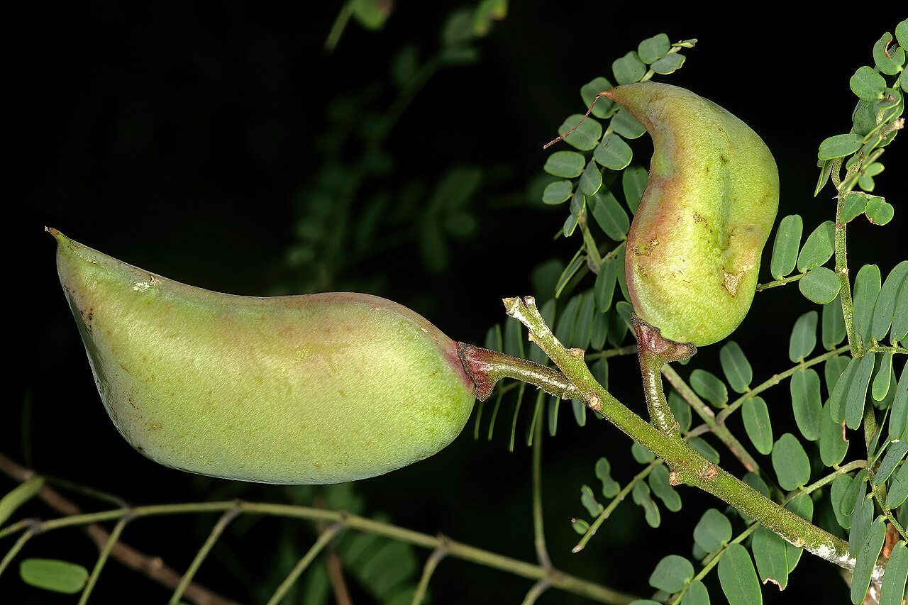 Gelrebia rostrata