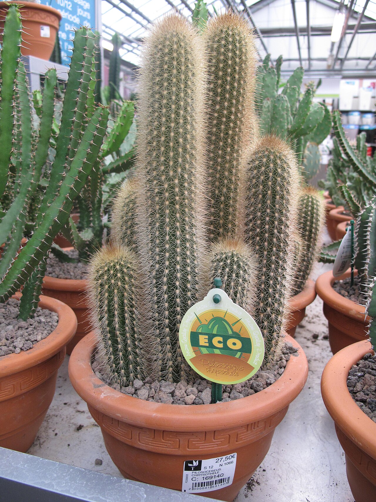 Pilosocereus chrysostele