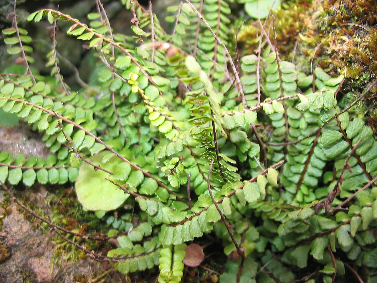 Asplenium azoricum
