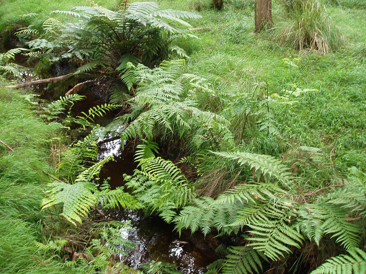 Histiopteris incisa