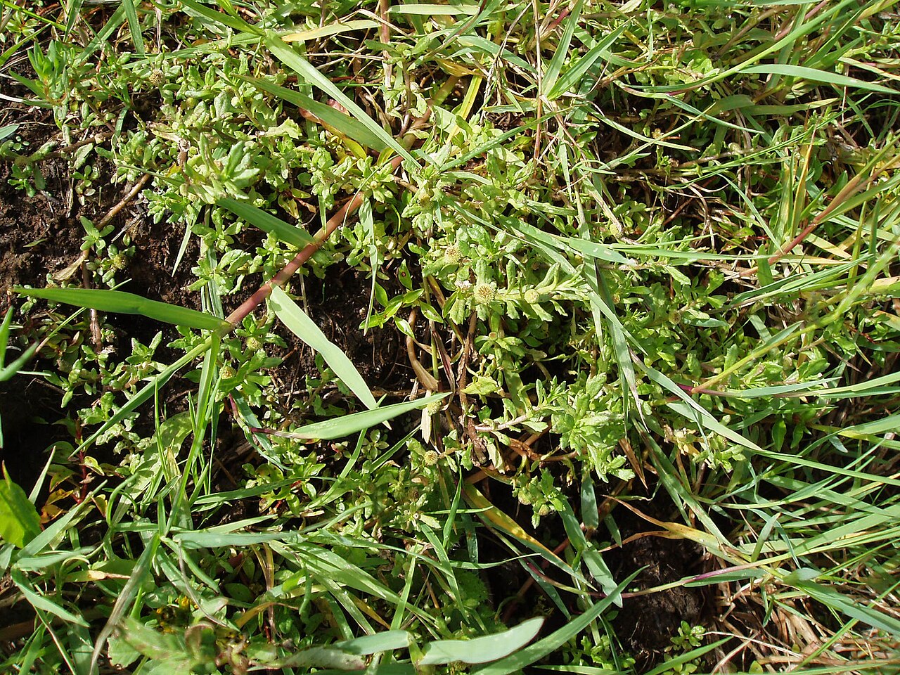 Centipeda cunninghamii
