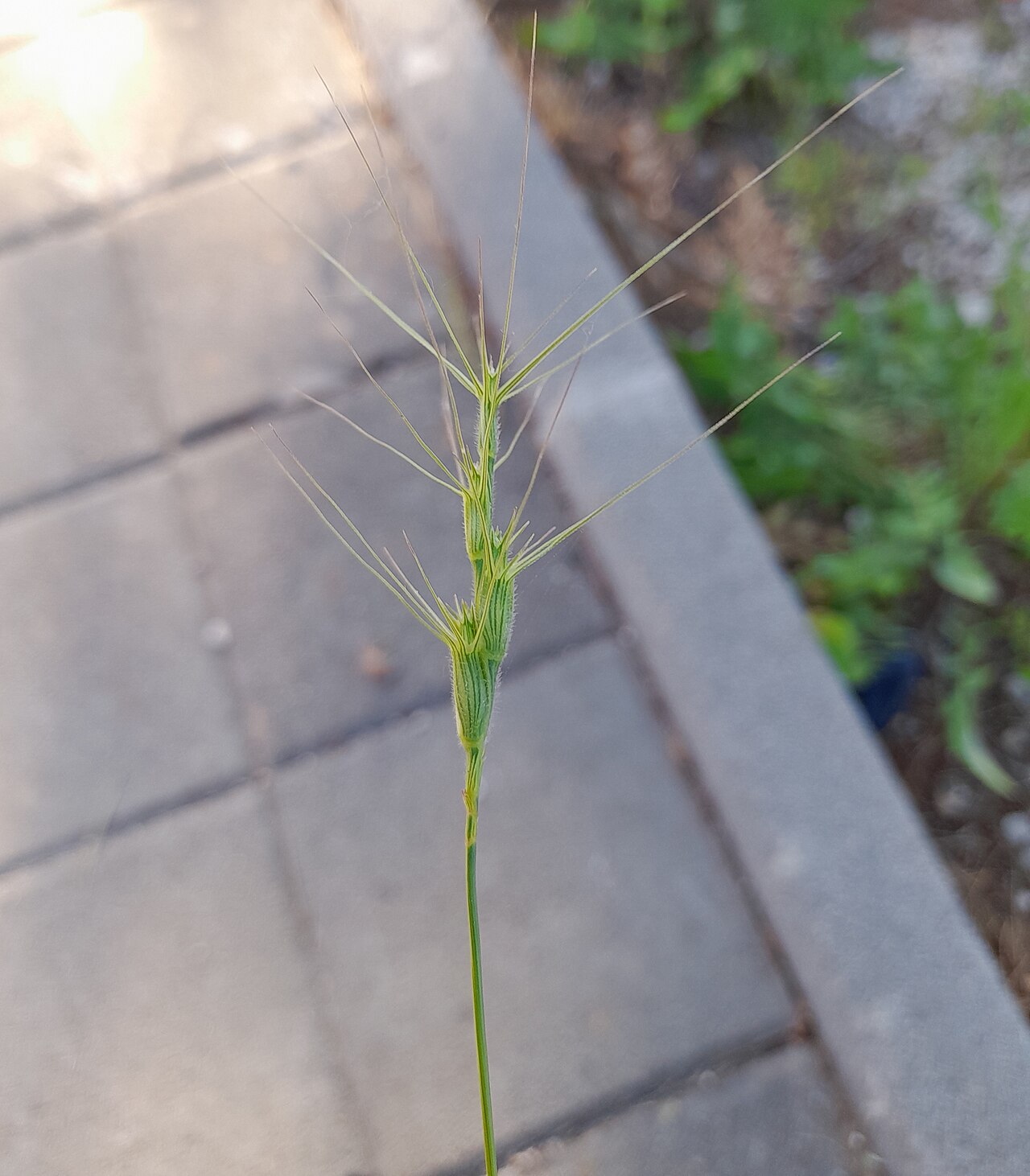 Aegilops neglecta