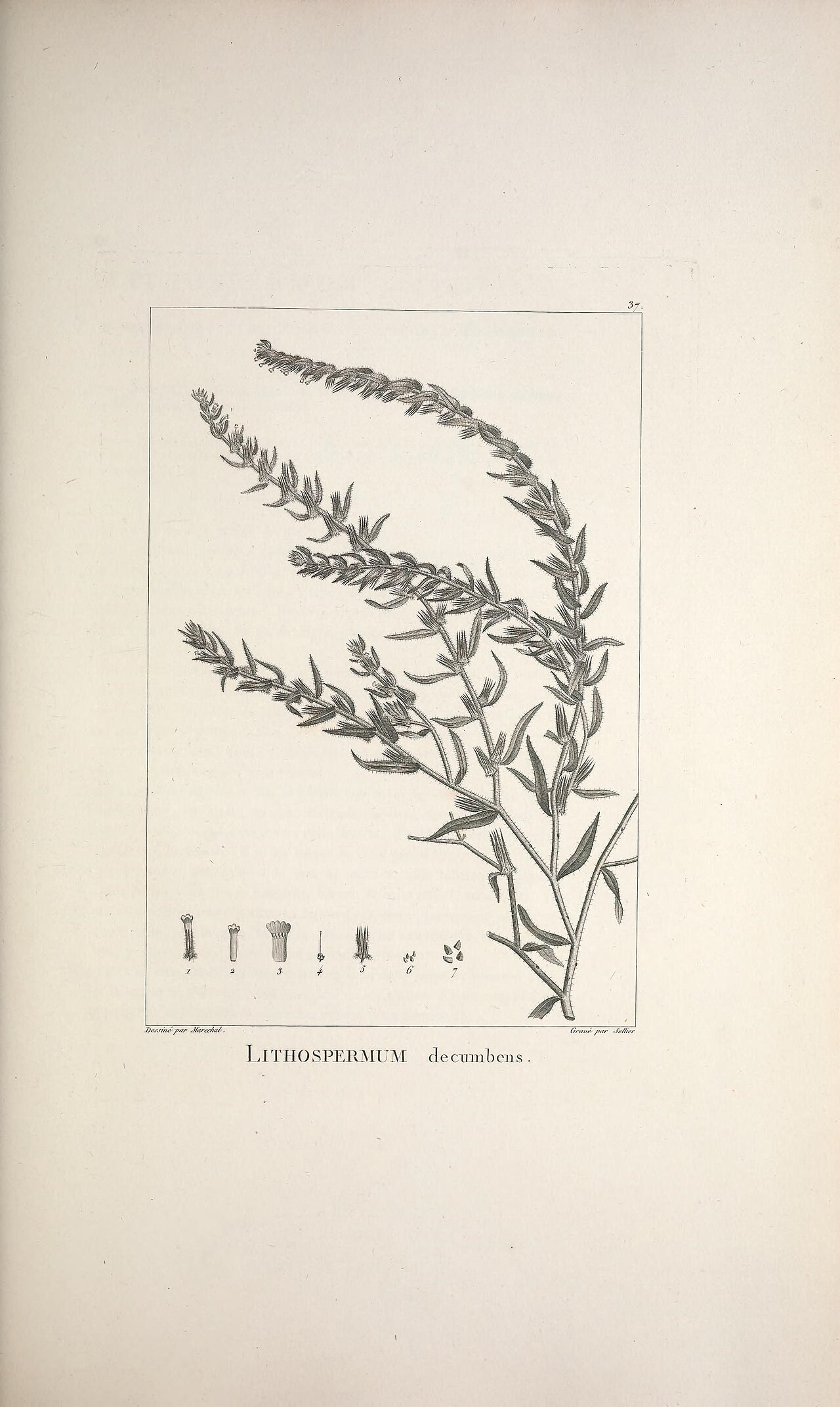 Arnebia decumbens