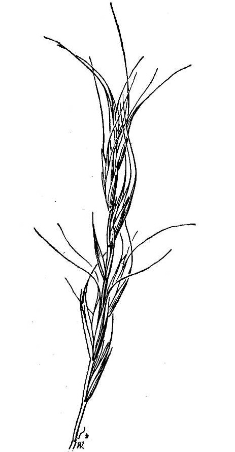Elymus sierrae