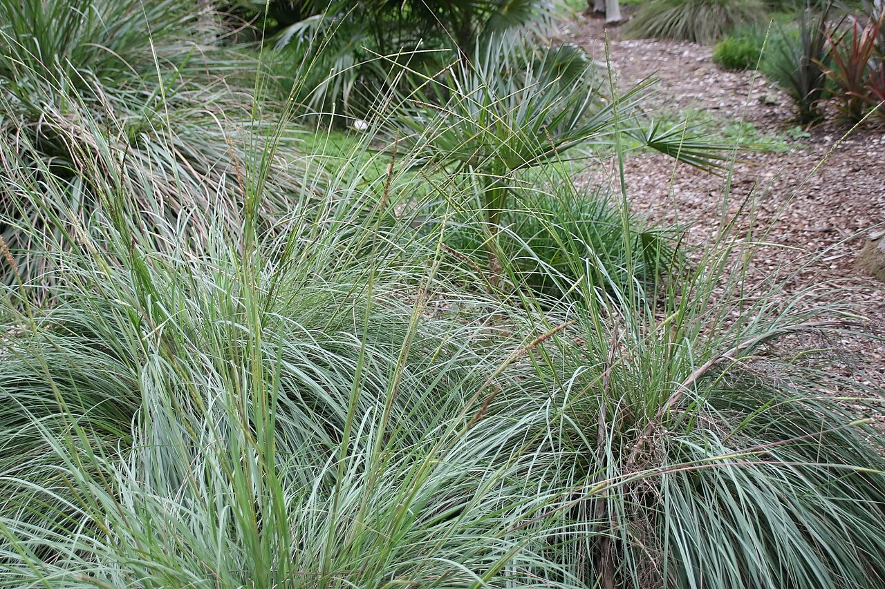 Coccothrinax ekmanii