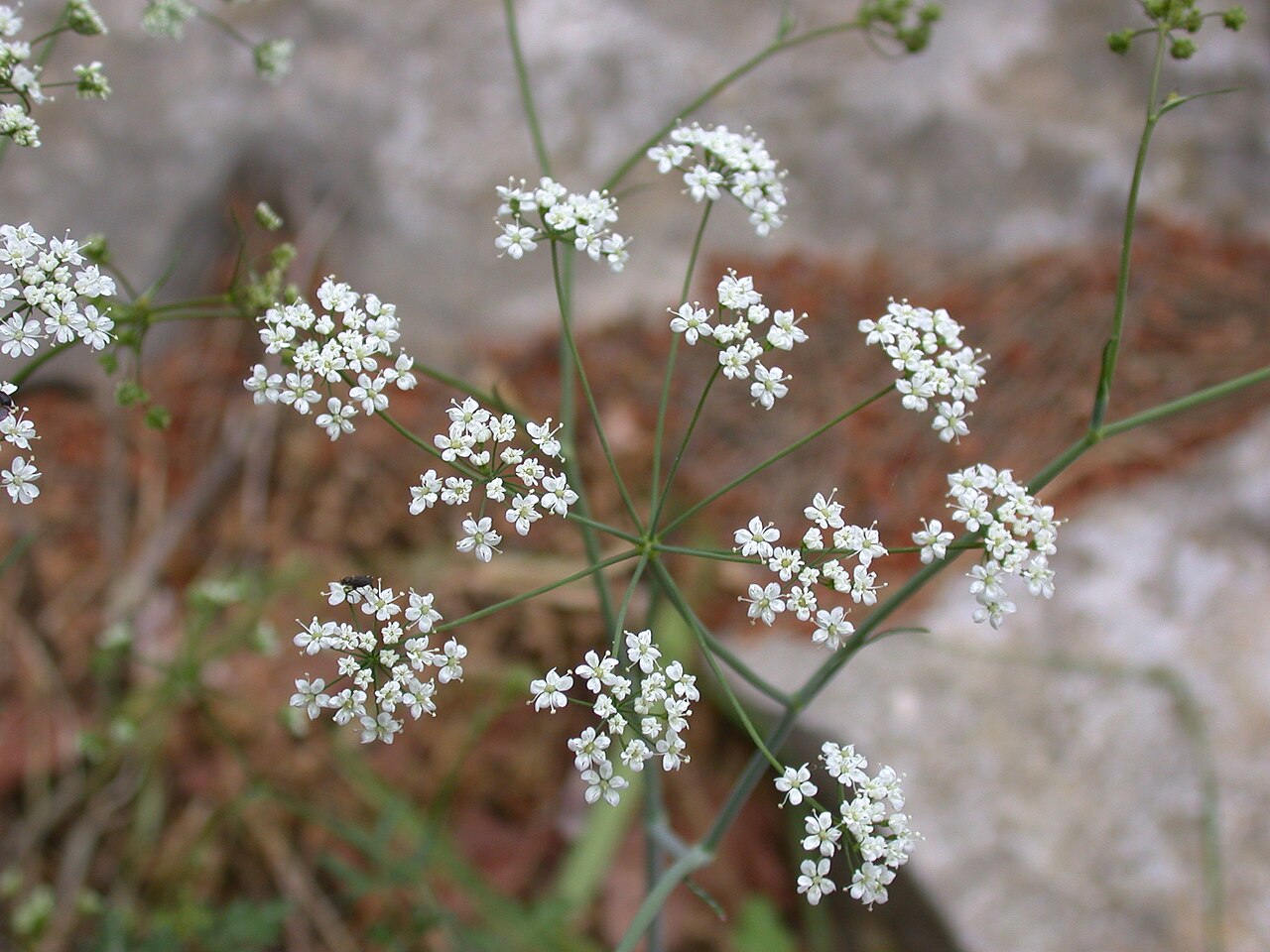 Scaligeria napiformis